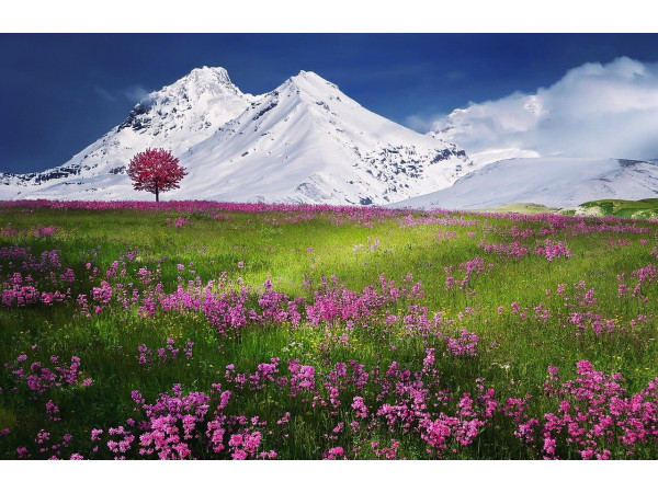 Альпийская поляна