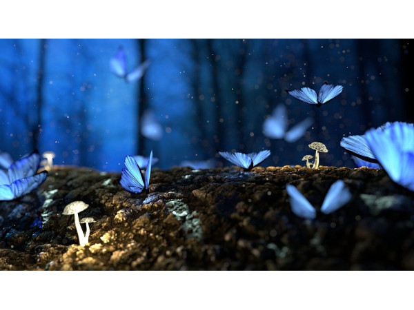 Бабочки в сказочном лесу