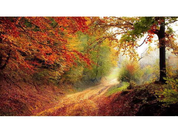 Осенний лесной пейзаж