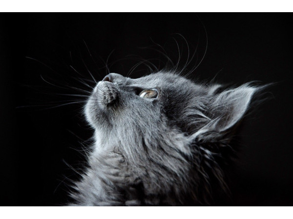Ожидание кота