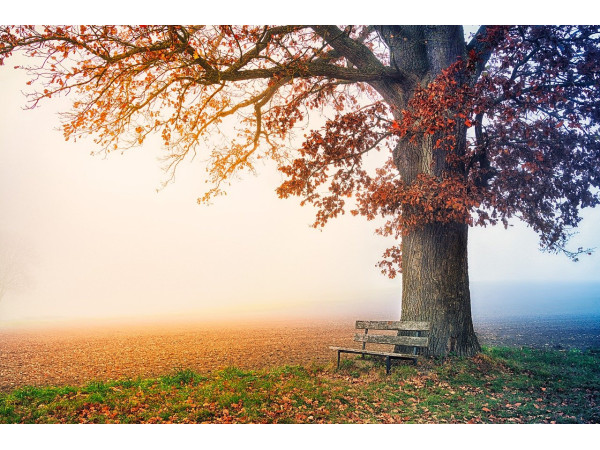 Туман, скамейка, дерево, осень